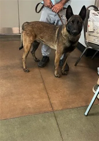 A young medium-sized male Belgian Shepherd / Malinois dog named Toro for adoption in Van Nuys, CA
