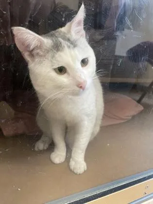 An adult large-sized male Domestic Short Hair cat named Hannibal for adoption in Hamilton, NJ