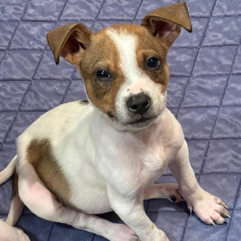 A baby small-sized male White / Cream Mixed Breed dog named Scat for adoption in Buffalo, MN