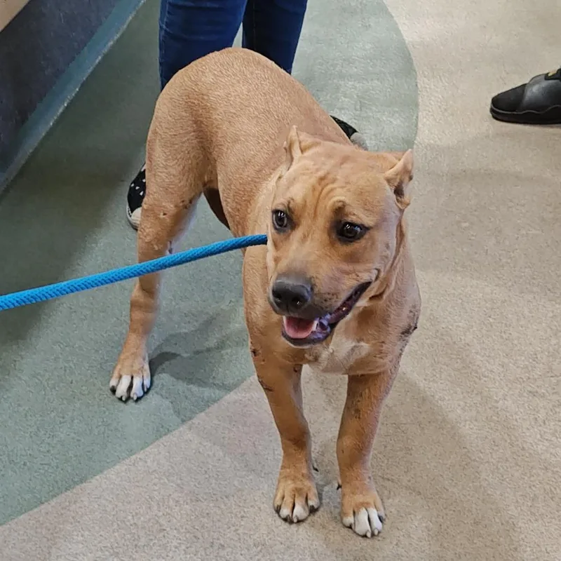 A young medium-sized female Brown / Chocolate Pit Bull Terrier dog named Honey for adoption in Upland, CA