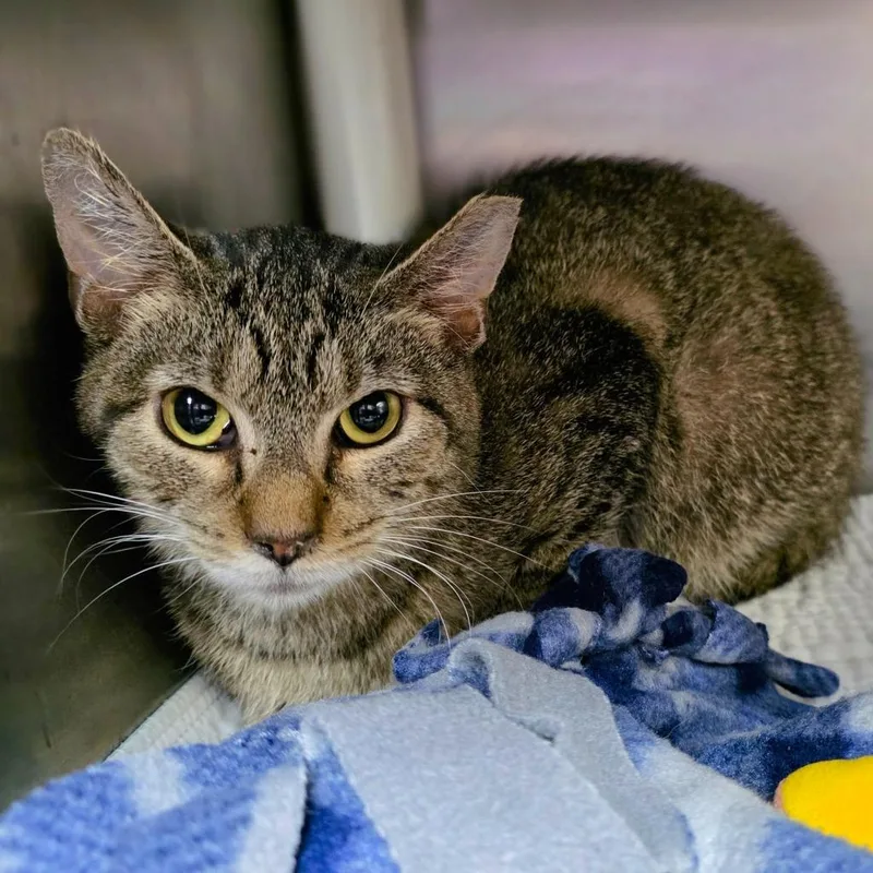 A young large-sized male Domestic Short Hair cat named Ozzy for adoption in New Manchester, WV