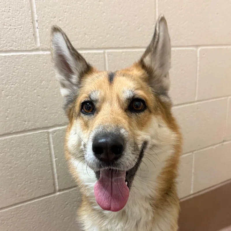 An adult medium-sized female German Shepherd Dog dog named Mj for adoption in Reno, NV