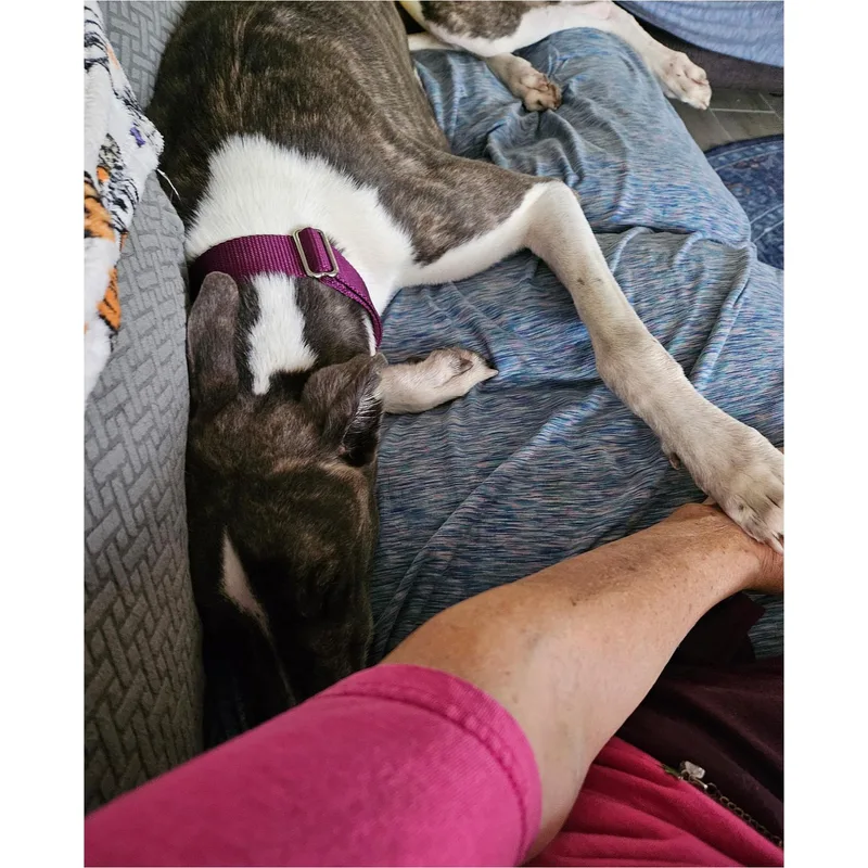 An adult large-sized male Greyhound dog named Lazarus for adoption in Tarpon Springs, FL