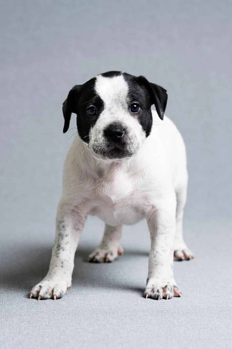 A baby large-sized male Mixed Breed dog named Tater for adoption in Oregon, OH