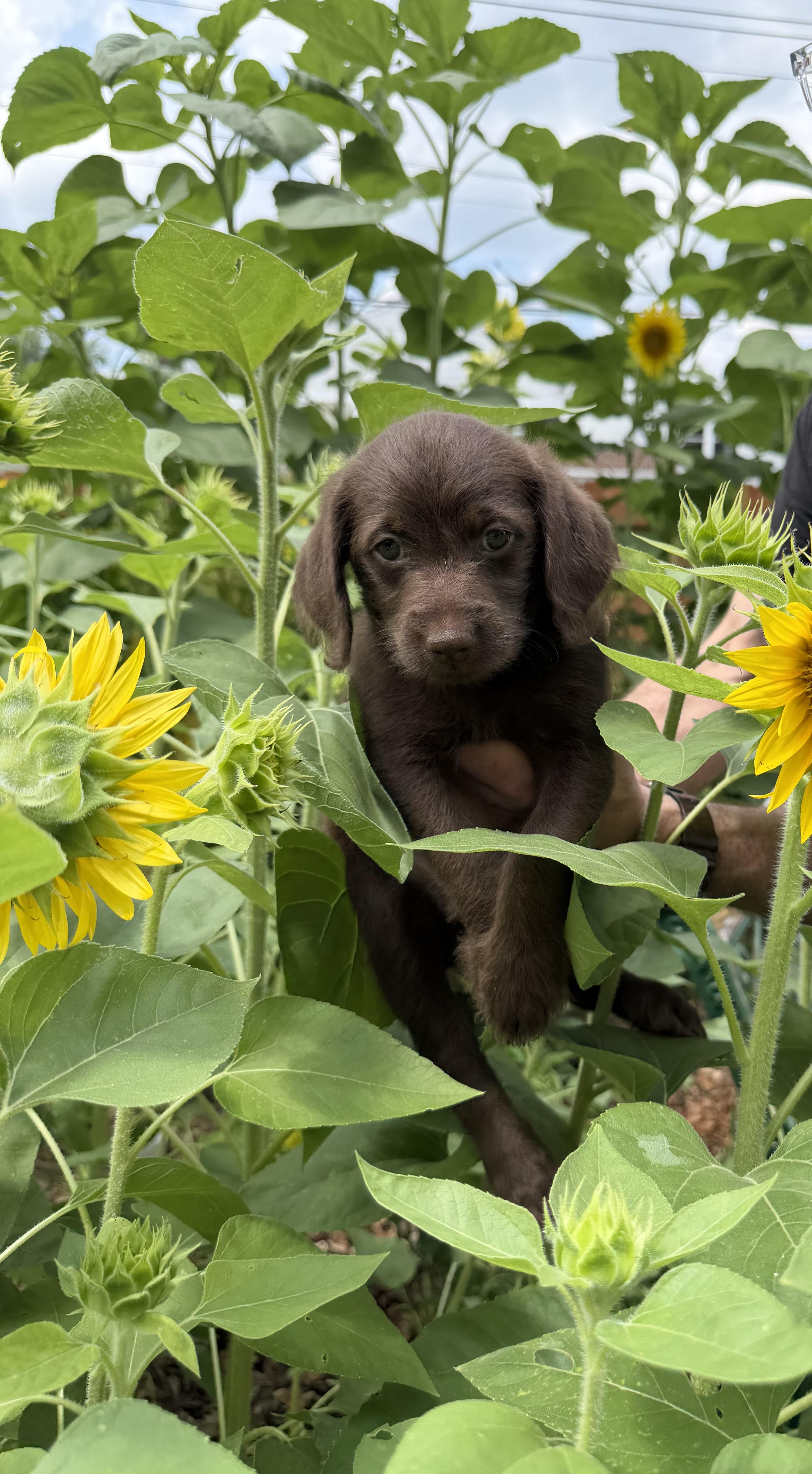 A baby small-sized female Spaniel dog named Wren for adoption in Berlin, NJ