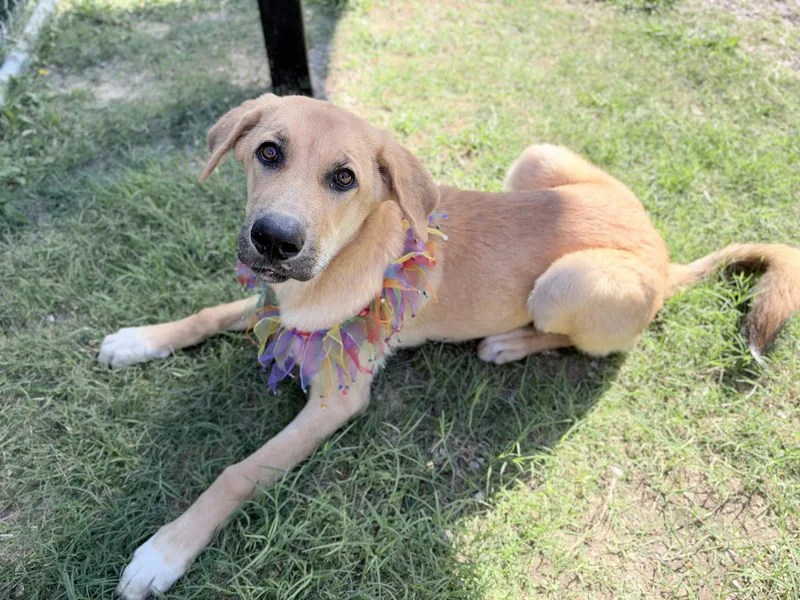 A young large-sized female Labrador Retriever dog named Wednesday Addams for adoption in McKinney, TX