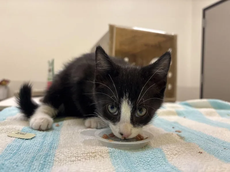 A baby small-sized male Black & White / Tuxedo Domestic Short Hair cat named Orzo for adoption in Raleigh, NC