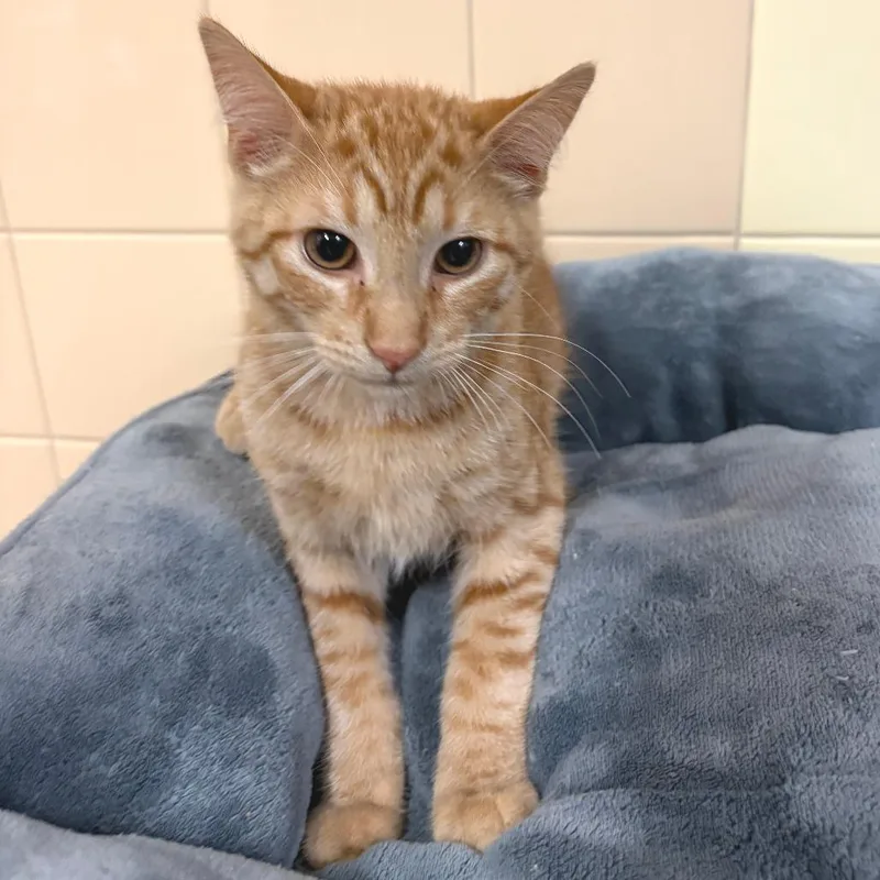 A baby small-sized male Orange / Red Domestic Short Hair cat named Ziggy for adoption in East Hampton, NY