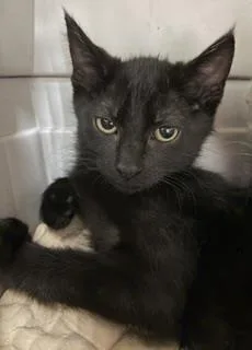 A baby small-sized male Black Domestic Short Hair cat named Blake Ewadar for adoption in Chandler, AZ