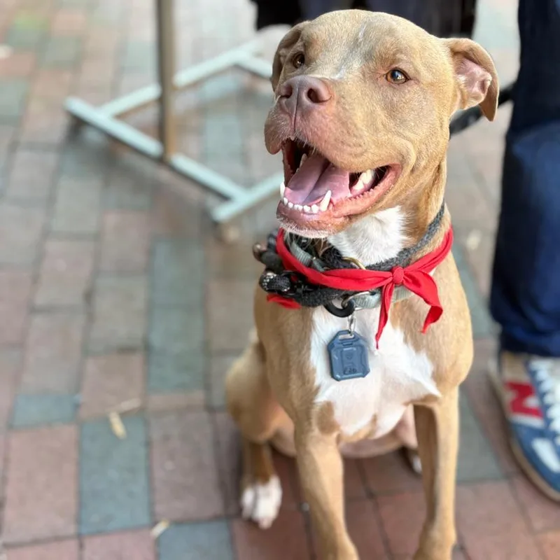 An adult medium-sized male Brown / Chocolate Terrier dog named Spud for adoption in Mooresville, NC