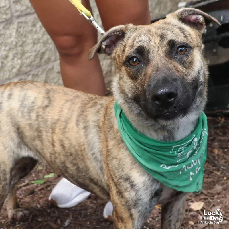 A young medium-sized female Retriever dog named Jasmine for adoption in Washington, DC