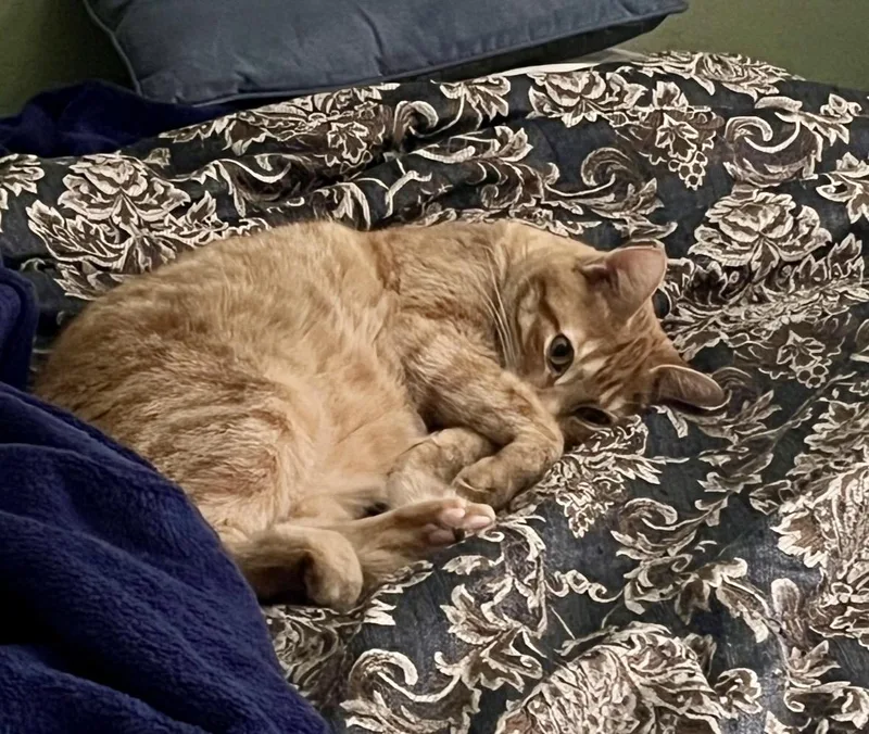 An adult medium-sized male Orange / Red Domestic Short Hair cat named Chester Chestnut for adoption in Chandler, AZ