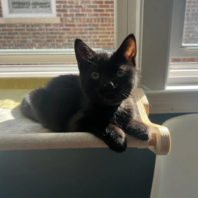A baby small-sized female Black Domestic Short Hair cat named Downpour for adoption in Evanston, IL