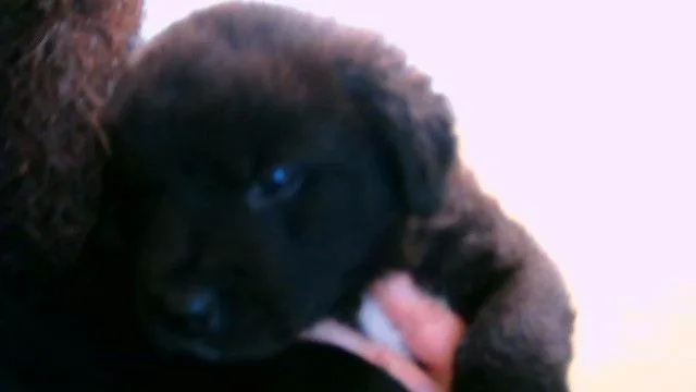 A baby small-sized male Pit Bull Terrier dog named Spruce for adoption in Tulsa, OK