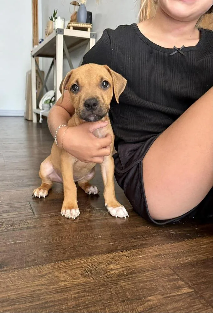 A baby small-sized male Brown / Chocolate American Staffordshire Terrier dog named Hank for adoption in Rockland, WI