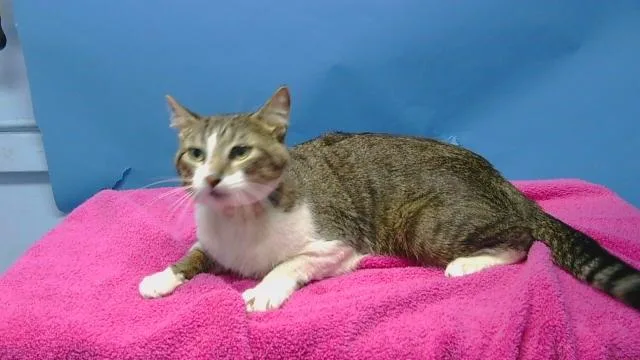 A young medium-sized male Domestic Short Hair cat named Sparky for adoption in Gardena, CA