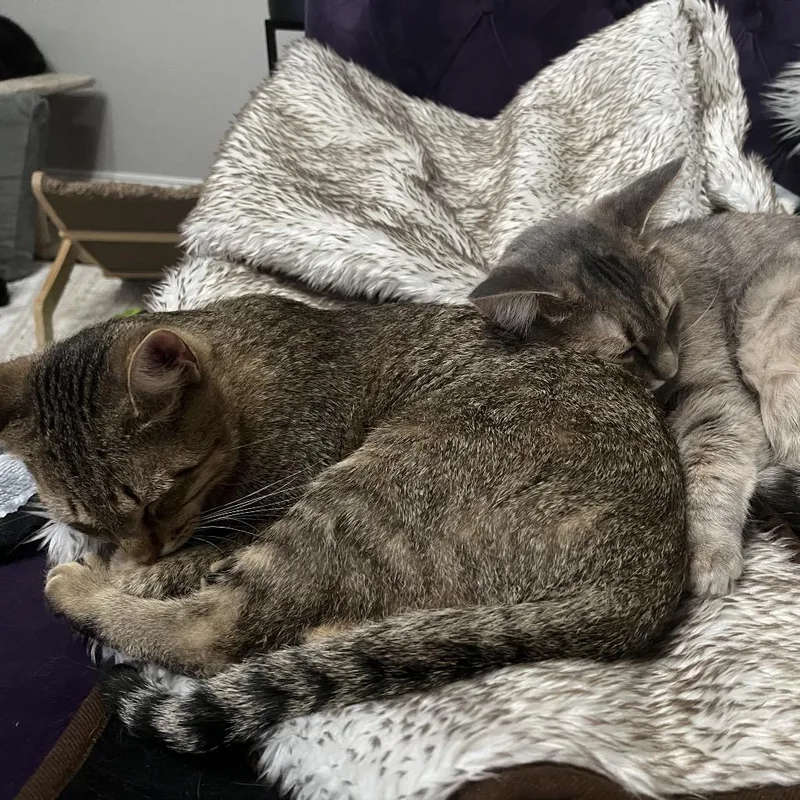 A young medium-sized female Torbie Domestic Short Hair cat named Pistachio Latte for adoption in Eaton Rapids, MI
