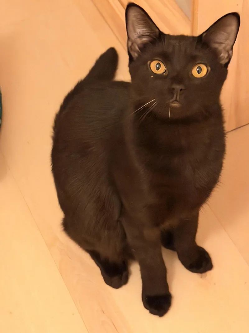 A baby medium-sized female Black Domestic Short Hair cat named Little Onyx for adoption in Trenton, NJ