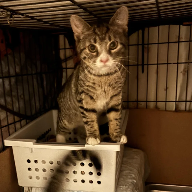 Samson & Goliath thumbnail 2