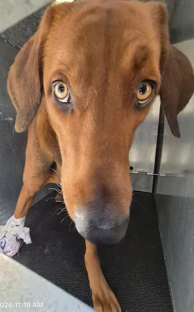 An adult large-sized male Hound dog named Koda for adoption in San Antonio, TX