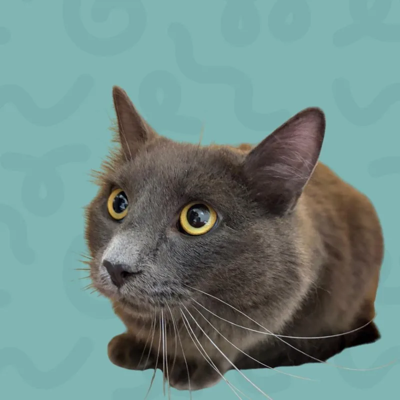 A young medium-sized female Gray / Blue / Silver Domestic Medium Hair cat named Misty Blue for adoption in Reno, NV