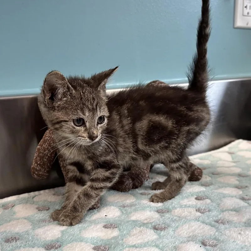 A baby small-sized female Brown / Chocolate Domestic Short Hair cat named Honeybun for adoption in Mount Vernon, IN