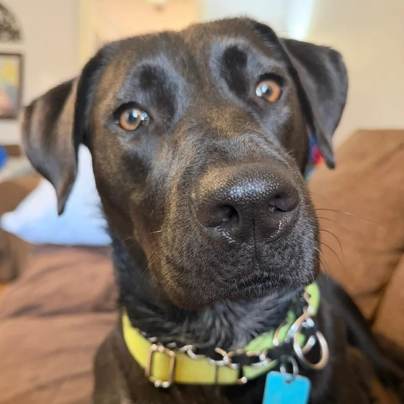 An adult medium-sized female Black Labrador Retriever dog named Plum for adoption in Bartlett, TN