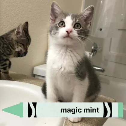 A baby medium-sized male Domestic Short Hair cat named Magic Mint for adoption in Sacramento, CA