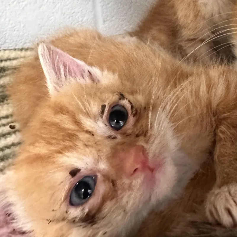 A baby small-sized male Orange / Red Domestic Short Hair cat named Hand Tossed for adoption in Rocky Mount, VA