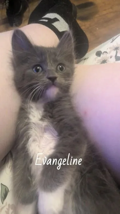 Evangeline thumbnail 2