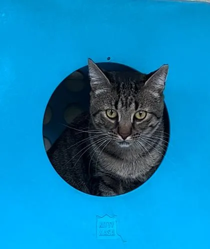 An adult small-sized male Domestic Short Hair cat named Mylo for adoption in Honolulu, HI