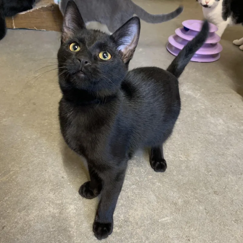 A young medium-sized male Black Domestic Short Hair cat named Willy for adoption in Ludington, MI