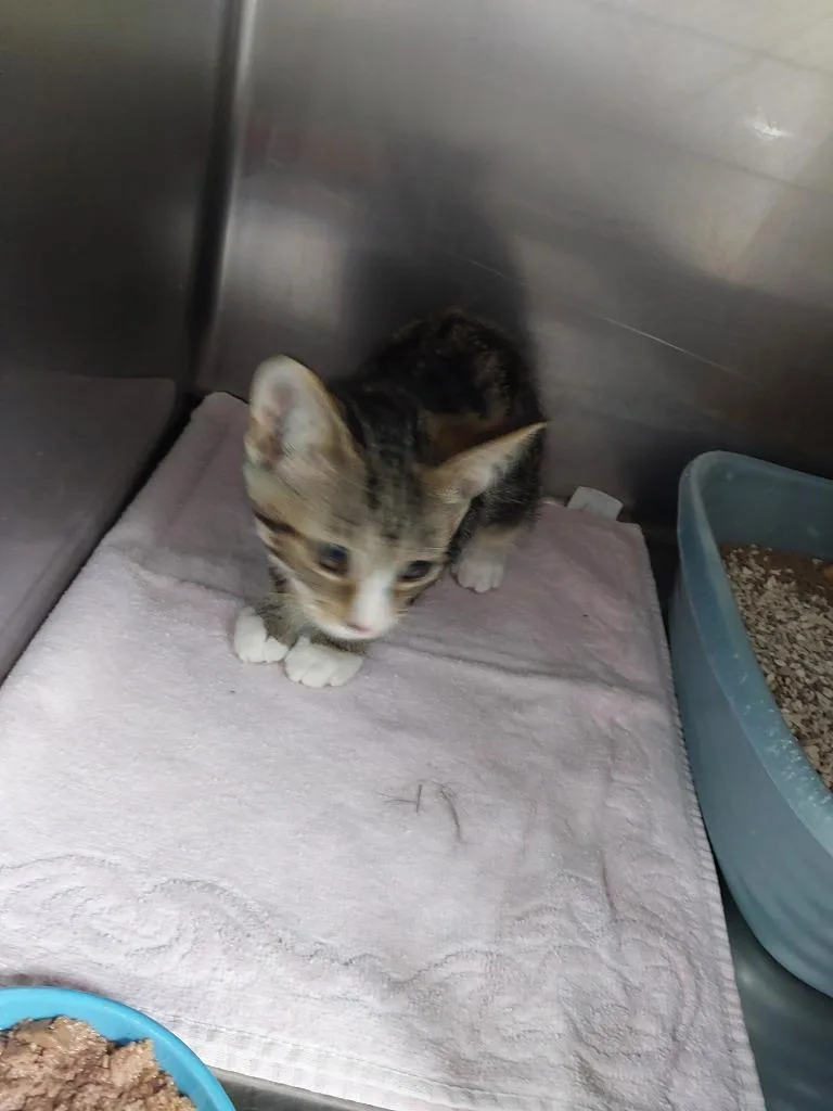 A baby medium-sized male Domestic Short Hair cat named Kit for adoption in Mocksville, NC