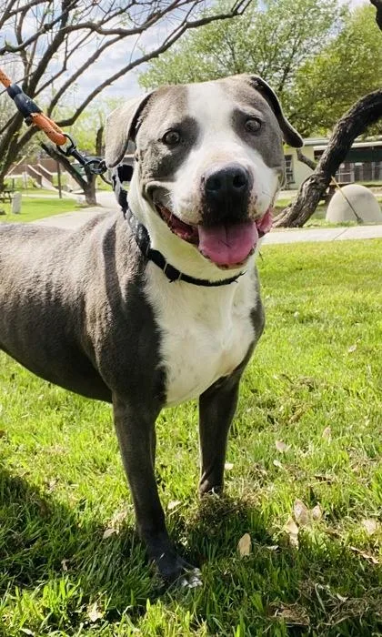 An adult medium-sized female American Staffordshire Terrier dog named Toonami for adoption in San Antonio, TX