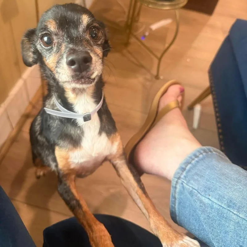 A senior small-sized male Rat Terrier dog named Vernon Arriving D for adoption in Princeton, MN