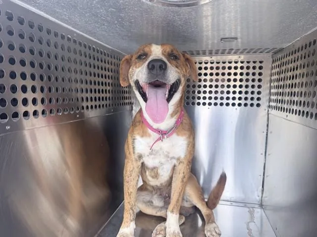 A young large-sized male Pit Bull Terrier dog named Smiley for adoption in Phoenix, AZ