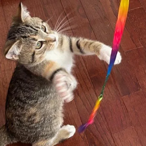 A baby small-sized female Torbie Domestic Short Hair cat named Pixie for adoption in Fairfax Station, VA