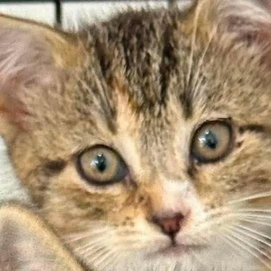 Pixie thumbnail 2