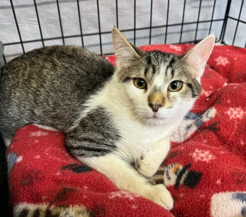 A baby small-sized male Domestic Short Hair cat named Jud for adoption in Ogden, UT