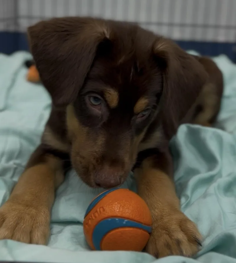 A baby medium-sized male Bicolor Mixed Breed dog named Thunder for adoption in Charleston, SC
