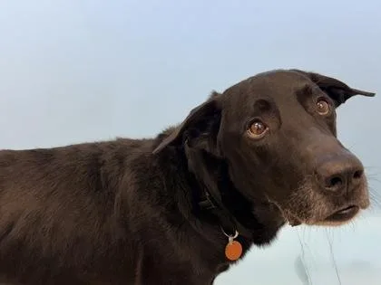 Sammy thumbnail 2