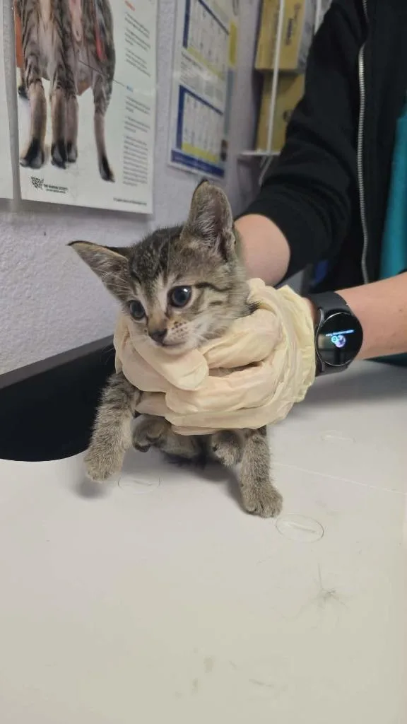 A baby small-sized female Domestic Short Hair cat named Wander for adoption in New Braunfels, TX
