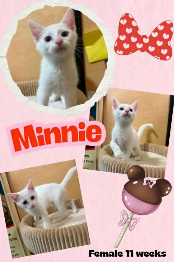 A baby small-sized female Domestic Short Hair cat named Minnie for adoption in Blountville, TN