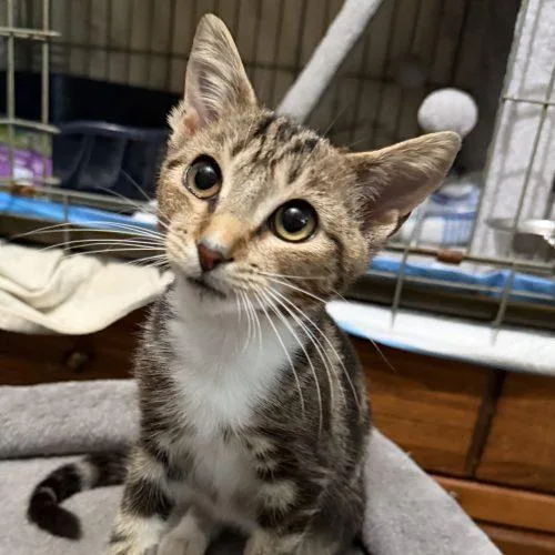 A baby small-sized female Calico cat named Luna for adoption in Knoxville, TN