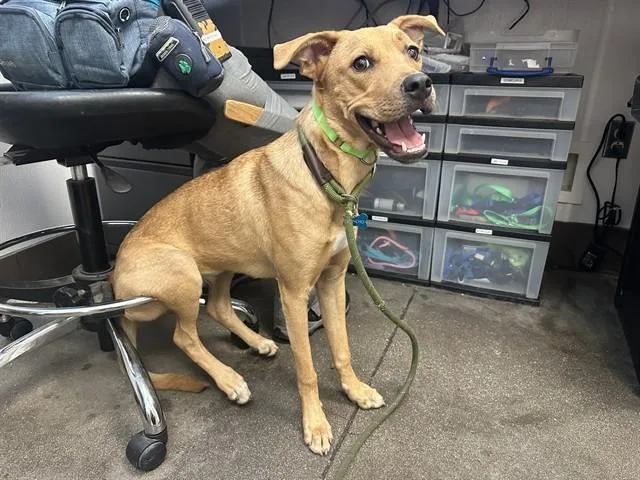 A young small-sized female Labrador Retriever dog named Canela for adoption in Tucson, AZ