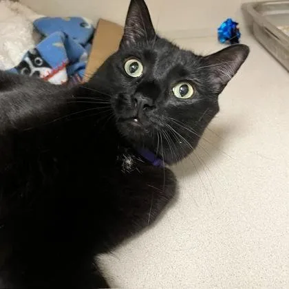 An adult medium-sized male Domestic Short Hair cat named Odin for adoption in East Brookfield, MA