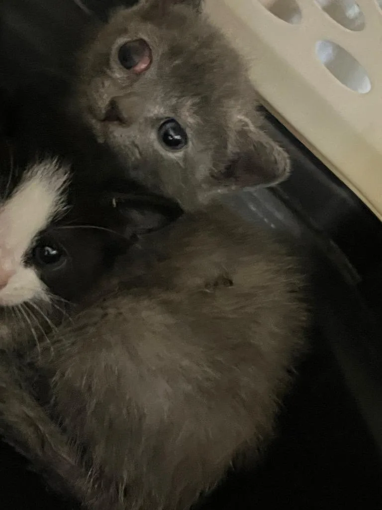 A baby medium-sized female Domestic Short Hair cat named Ying for adoption in Mount Gilead, NC