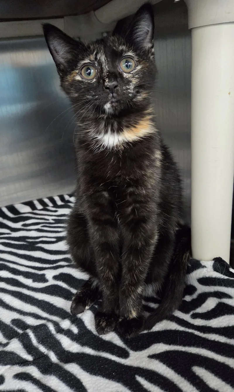 A baby medium-sized female Tortoiseshell Domestic Short Hair cat named Sparrow for adoption in Parsons, KS