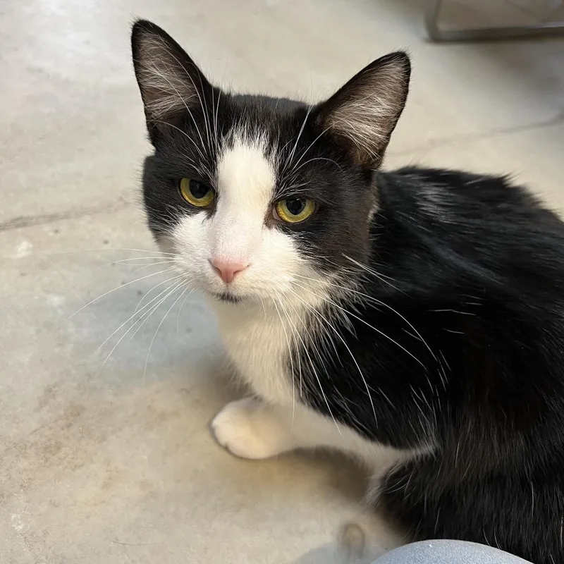 An adult large-sized male Black Domestic Short Hair cat named Moo for adoption in Delaware, OH