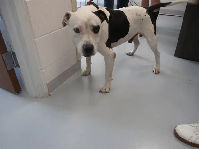 An adult large-sized male Pit Bull Terrier dog named Mancha for adoption in Ocala, FL